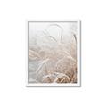 Picture of Frosted pampas grass _GroupedProduct_Rectangle_Portrait_Photography _GroupedProduct_Rectangle_Portrait_Framed_Matted_