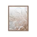 Picture of Frosted pampas grass _GroupedProduct_Rectangle_Portrait_Photography _GroupedProduct_Rectangle_Portrait_Framed_Matted_