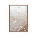 Picture of Frosted pampas grass _GroupedProduct_Rectangle_Portrait_Photography _GroupedProduct_Rectangle_Portrait_Framed_Matted_