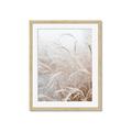 Picture of Frosted pampas grass _GroupedProduct_Rectangle_Portrait_Photography _GroupedProduct_Rectangle_Portrait_Framed_Matted_