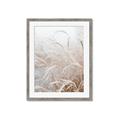 Picture of Frosted pampas grass _GroupedProduct_Rectangle_Portrait_Photography _GroupedProduct_Rectangle_Portrait_Framed_Matted_