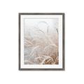 Picture of Frosted pampas grass _GroupedProduct_Rectangle_Portrait_Photography _GroupedProduct_Rectangle_Portrait_Framed_Matted_