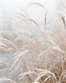 Picture of Frosted pampas grass _GroupedProduct_Rectangle_Portrait_Photography _GroupedProduct_Rectangle_Portrait_Unframed_Print_Only_