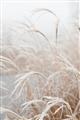 Picture of Frosted pampas grass _GroupedProduct_Rectangle_Portrait_Photography _GroupedProduct_Rectangle_Portrait_Unframed_Print_Only_