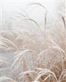 Picture of Frosted pampas grass _GroupedProduct_Rectangle_Portrait_Photography _GroupedProduct_Rectangle_Portrait_Unframed_Print_Only_