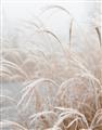 Picture of Frosted pampas grass _GroupedProduct_Rectangle_Portrait_Photography _GroupedProduct_Rectangle_Portrait_Unframed_Print_Only_