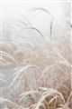 Picture of Frosted pampas grass _GroupedProduct_Rectangle_Portrait_Photography _GroupedProduct_Rectangle_Portrait_Unframed_Print_Only_