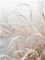 Picture of Frosted pampas grass _GroupedProduct_Rectangle_Portrait_Photography _GroupedProduct_Rectangle_Portrait_Unframed_Print_Only_