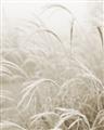 Picture of Frosted pampas grass _GroupedProduct_Rectangle_Portrait_Photography _GroupedProduct_Rectangle_Portrait_Unframed_Print_Only_