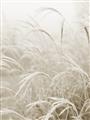 Picture of Frosted pampas grass _GroupedProduct_Rectangle_Portrait_Photography _GroupedProduct_Rectangle_Portrait_Unframed_Print_Only_