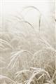 Picture of Frosted pampas grass _GroupedProduct_Rectangle_Portrait_Photography _GroupedProduct_Rectangle_Portrait_Unframed_Print_Only_