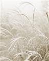 Picture of Frosted pampas grass _GroupedProduct_Rectangle_Portrait_Photography _GroupedProduct_Rectangle_Portrait_Unframed_Print_Only_