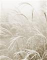 Picture of Frosted pampas grass _GroupedProduct_Rectangle_Portrait_Photography _GroupedProduct_Rectangle_Portrait_Unframed_Print_Only_