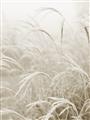 Picture of Frosted pampas grass _GroupedProduct_Rectangle_Portrait_Photography _GroupedProduct_Rectangle_Portrait_Unframed_Print_Only_