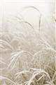 Picture of Frosted pampas grass _GroupedProduct_Rectangle_Portrait_Photography _GroupedProduct_Rectangle_Portrait_Unframed_Print_Only_