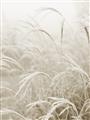 Picture of Frosted pampas grass _GroupedProduct_Rectangle_Portrait_Photography _GroupedProduct_Rectangle_Portrait_Unframed_Print_Only_