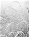 Picture of Frosted pampas grass _GroupedProduct_Rectangle_Portrait_Photography _GroupedProduct_Rectangle_Portrait_Unframed_Print_Only_