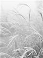 Picture of Frosted pampas grass _GroupedProduct_Rectangle_Portrait_Photography _GroupedProduct_Rectangle_Portrait_Unframed_Print_Only_