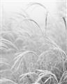 Picture of Frosted pampas grass _GroupedProduct_Rectangle_Portrait_Photography _GroupedProduct_Rectangle_Portrait_Unframed_Print_Only_