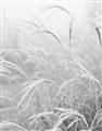 Picture of Frosted pampas grass _GroupedProduct_Rectangle_Portrait_Photography _GroupedProduct_Rectangle_Portrait_Unframed_Print_Only_