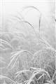 Picture of Frosted pampas grass _GroupedProduct_Rectangle_Portrait_Photography _GroupedProduct_Rectangle_Portrait_Unframed_Print_Only_