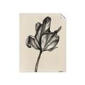 Picture of Spring-blooming _GroupedProduct_Rectangle_Portrait_Unframed_Print_Only_