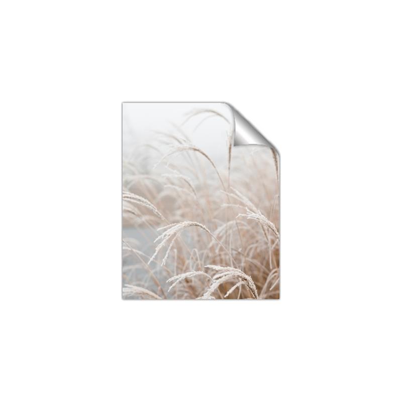 Picture of Frosted pampas grass _GroupedProduct_Rectangle_Portrait_Photography _GroupedProduct_Rectangle_Portrait_Unframed_Print_Only_