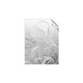 Picture of Frosted pampas grass _GroupedProduct_Rectangle_Portrait_Photography _GroupedProduct_Rectangle_Portrait_Unframed_Print_Only_