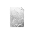Picture of Frosted pampas grass _GroupedProduct_Rectangle_Portrait_Photography _GroupedProduct_Rectangle_Portrait_Unframed_Print_Only_