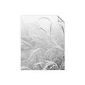 Picture of Frosted pampas grass _GroupedProduct_Rectangle_Portrait_Photography _GroupedProduct_Rectangle_Portrait_Unframed_Print_Only_