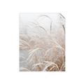 Picture of Frosted pampas grass _GroupedProduct_Rectangle_Portrait_Photography _GroupedProduct_Rectangle_Portrait_Unframed_Print_Only_
