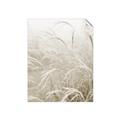 Picture of Frosted pampas grass _GroupedProduct_Rectangle_Portrait_Photography _GroupedProduct_Rectangle_Portrait_Unframed_Print_Only_