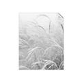 Picture of Frosted pampas grass _GroupedProduct_Rectangle_Portrait_Photography _GroupedProduct_Rectangle_Portrait_Unframed_Print_Only_