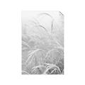 Picture of Frosted pampas grass _GroupedProduct_Rectangle_Portrait_Photography _GroupedProduct_Rectangle_Portrait_Unframed_Print_Only_