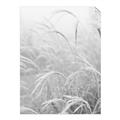 Picture of Frosted pampas grass _GroupedProduct_Rectangle_Portrait_Photography _GroupedProduct_Rectangle_Portrait_Unframed_Print_Only_