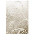 Picture of Frosted pampas grass _GroupedProduct_Rectangle_Portrait_Photography _GroupedProduct_Rectangle_Portrait_Unframed_Print_Only_