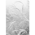Picture of Frosted pampas grass _GroupedProduct_Rectangle_Portrait_Photography _GroupedProduct_Rectangle_Portrait_Unframed_Print_Only_
