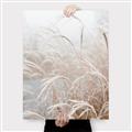 Picture of Frosted pampas grass _GroupedProduct_Rectangle_Portrait_Photography _GroupedProduct_Rectangle_Portrait_Canvas_