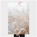 Picture of Frosted pampas grass _GroupedProduct_Rectangle_Portrait_Photography _GroupedProduct_Rectangle_Portrait_Canvas_