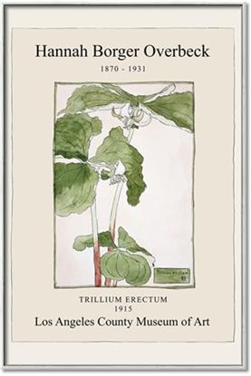 Picture of Trillium Erectum - Hannah Overbeck