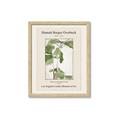 Picture of Trillium Erectum - Hannah Overbeck  _GroupedProduct_Rectangle_Portrait_Framed_Matted_