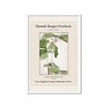 Picture of Trillium Erectum - Hannah Overbeck  _GroupedProduct_Rectangle_Portrait_Framed_Matted_