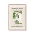 Picture of Trillium Erectum - Hannah Overbeck  _GroupedProduct_Rectangle_Portrait_Framed_Matted_