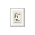 Picture of Trillium Erectum - Hannah Overbeck  _GroupedProduct_Rectangle_Portrait_Framed_Matted_
