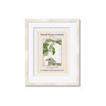 Picture of Trillium Erectum - Hannah Overbeck  _GroupedProduct_Rectangle_Portrait_Framed_Matted_