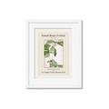 Picture of Trillium Erectum - Hannah Overbeck  _GroupedProduct_Rectangle_Portrait_Framed_Matted_