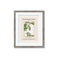 Picture of Trillium Erectum - Hannah Overbeck  _GroupedProduct_Rectangle_Portrait_Framed_Matted_