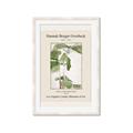 Picture of Trillium Erectum - Hannah Overbeck  _GroupedProduct_Rectangle_Portrait_Framed_Matted_