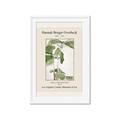 Picture of Trillium Erectum - Hannah Overbeck  _GroupedProduct_Rectangle_Portrait_Framed_Matted_