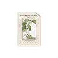 Picture of Trillium Erectum - Hannah Overbeck  _GroupedProduct_Rectangle_Portrait_Unframed_Print_Only_